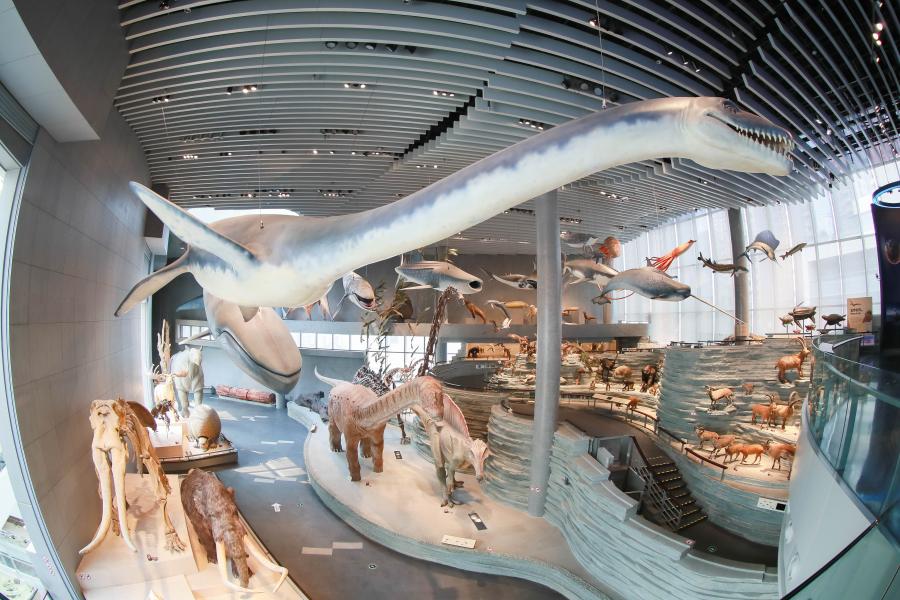 走進(jìn)上海自然博物館，跨越時(shí)空的奇妙之旅
